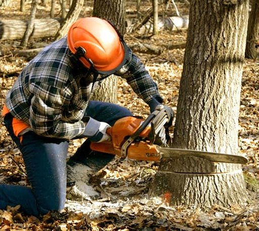 Tree Removal in La Pointe, WI